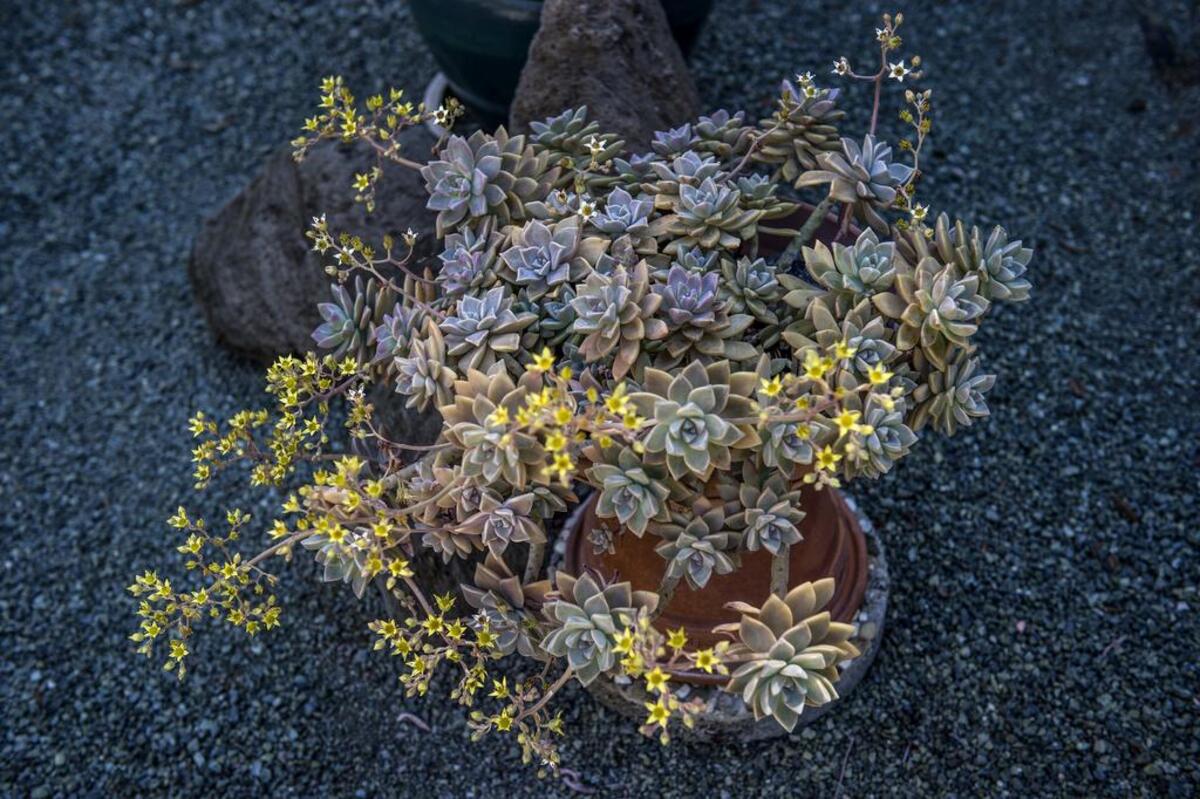Sempervivums are among the easiest succulents to grow.