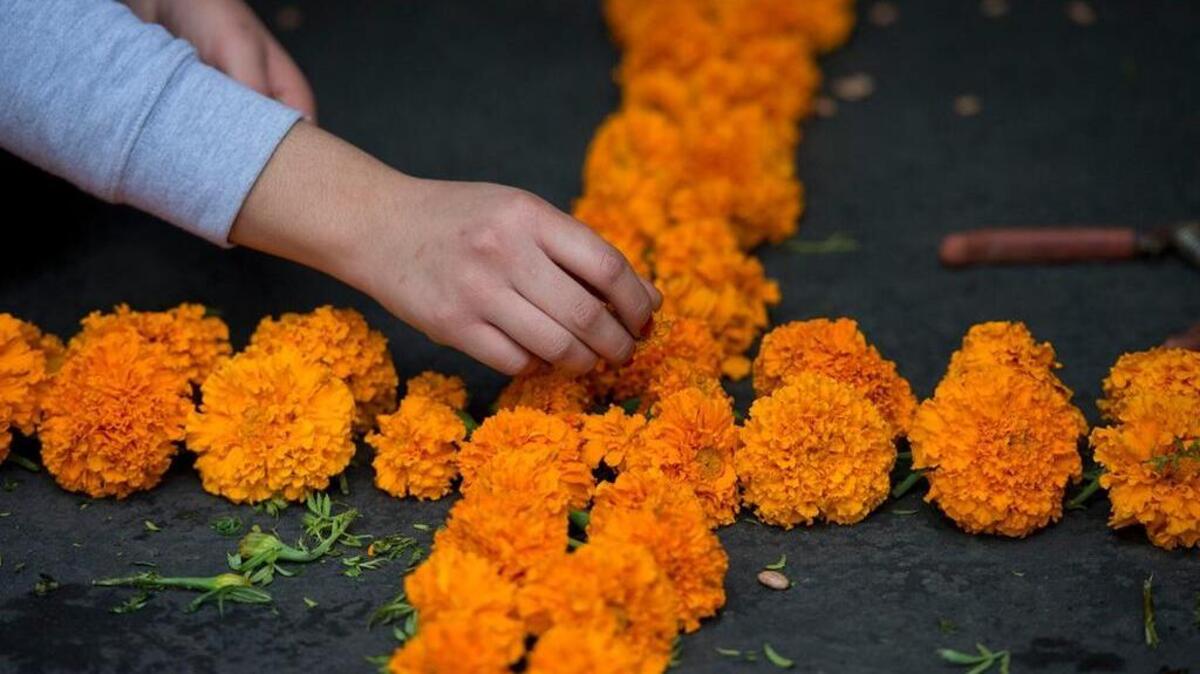 Anhelica Ramirez places marigold flowers in the shape of a cross at an altar for family members during the 5th Annual Panteon de Sacramento Day of the Dead celebration in Midtown Sacramento on Sat., Nov. 1, 2014.