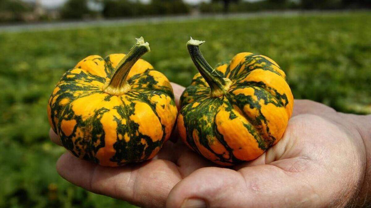 Jack Be Little pumpkins stay small (under 8 ounces) and are easy to grow. That makes them a good choice for beginners and school garden projects.