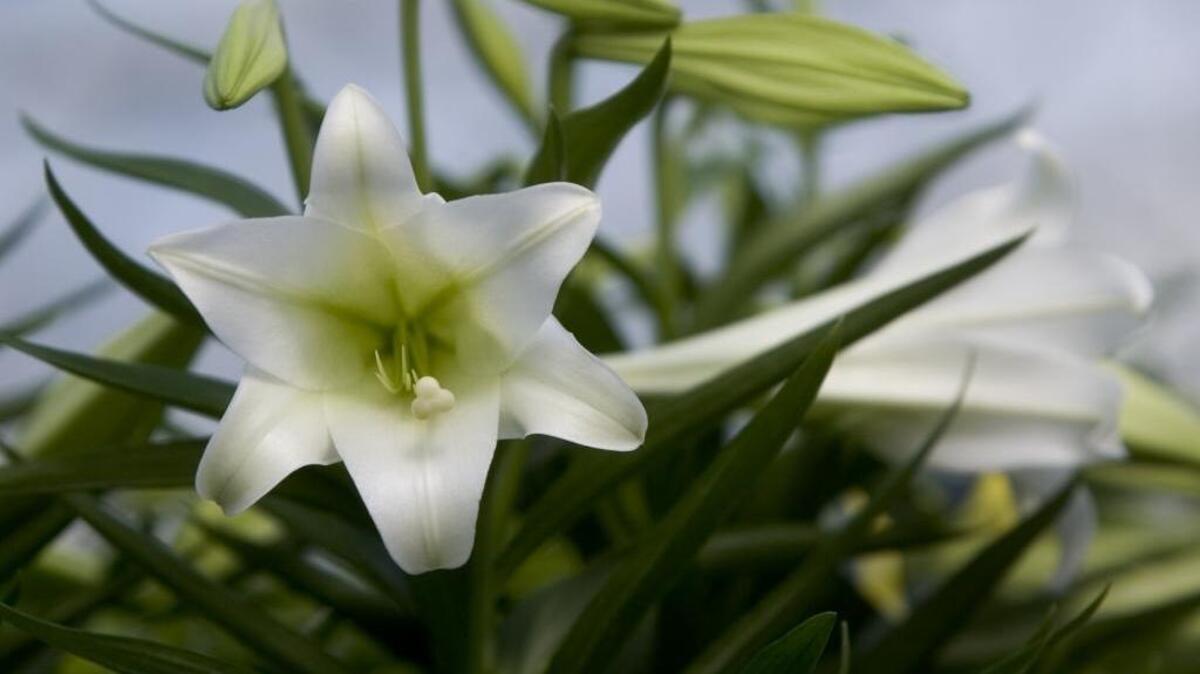 Easter lilies grow well outdoors in the Sacramento area.