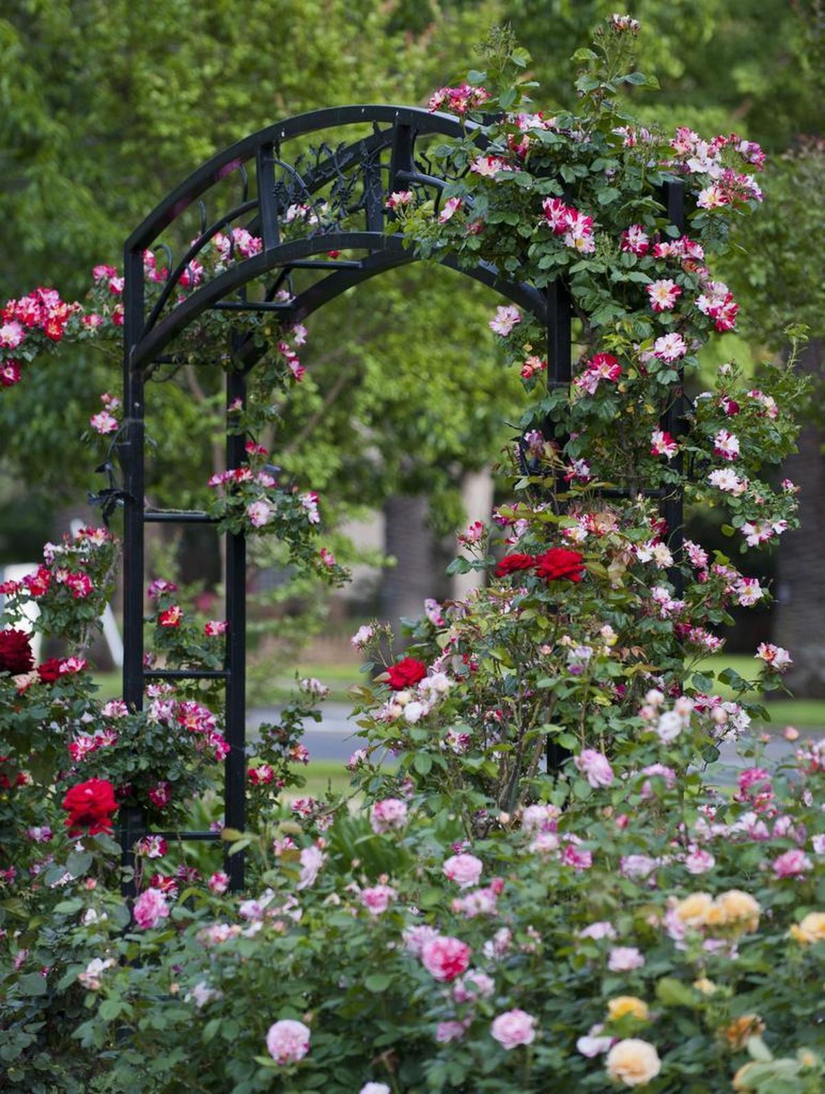 Bring gloves and shears to McKinley Park’s rose garden next Saturday morning to help prune more than 1,000 roses.