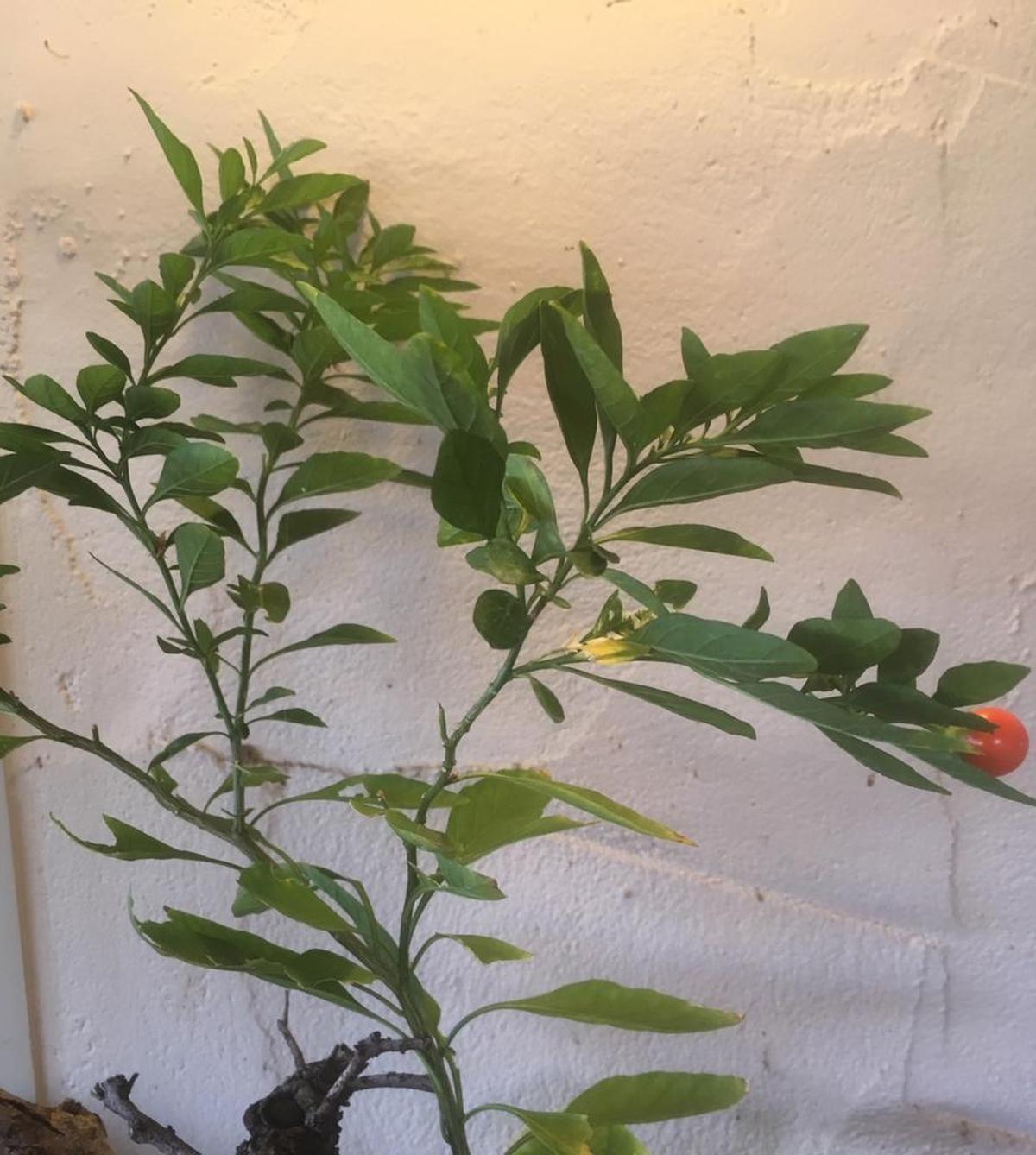 The Jerusalem cherry is related to peppers and tomatoes, but can cause astrointestinal issues, seizures, respiratory depression and shock if consumed.