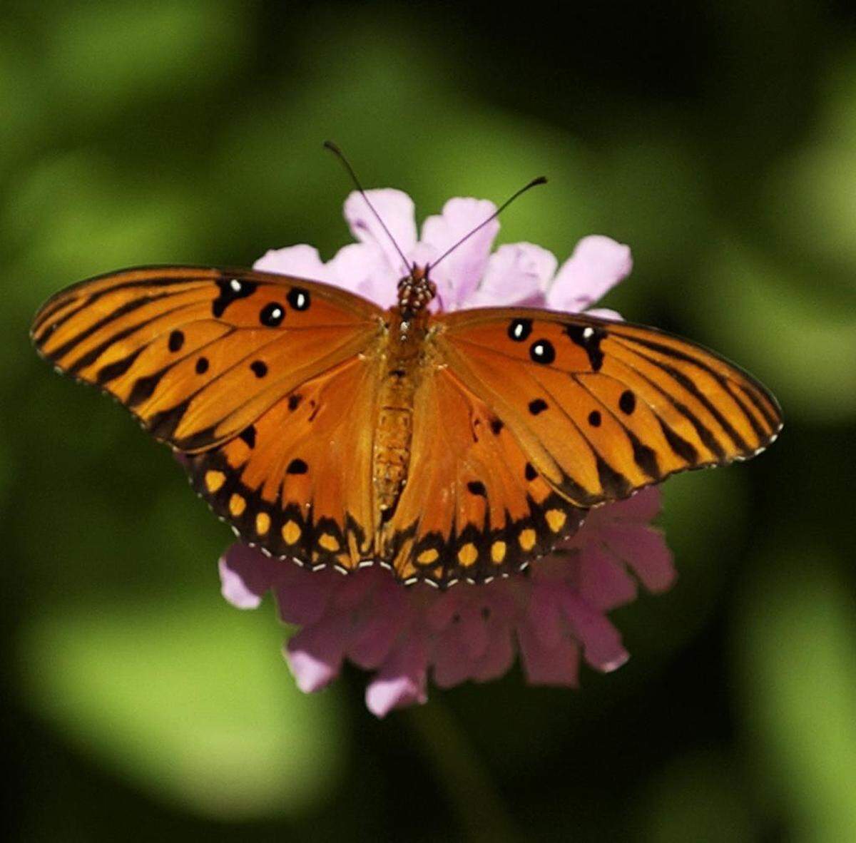 A Gulf Fritillary butterfly rests on a flower in the Butterfly House at the Turtle Bay Exploration Park in Redding. 