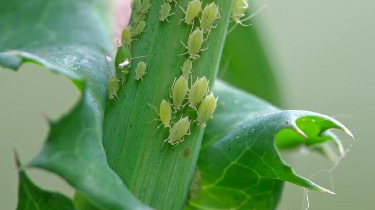 What’s bugging his tree? It could be aphids.