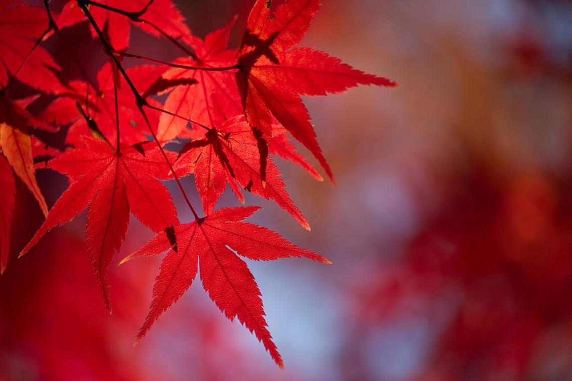 Japanese maples thrive in the Pacific Northwest shade and come in various leaf shades