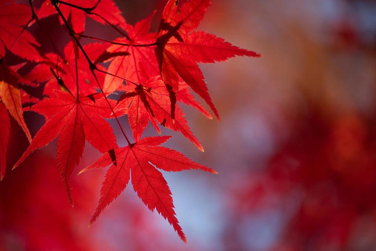 To restore vibrant color to a Japanese maple, first try adding fresh mulch around the tree.