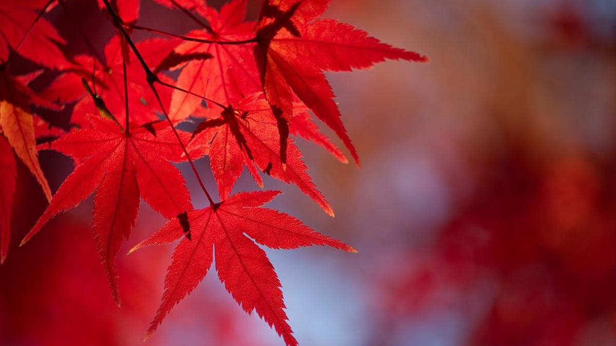 To restore vibrant color to a Japanese maple, first try adding fresh mulch around the tree.