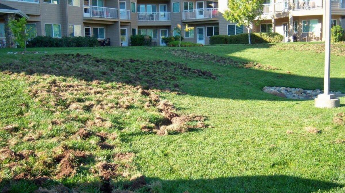 Feral pigs could have done this damage along Folsom Parkway, say readers who have dealt with wild boars.