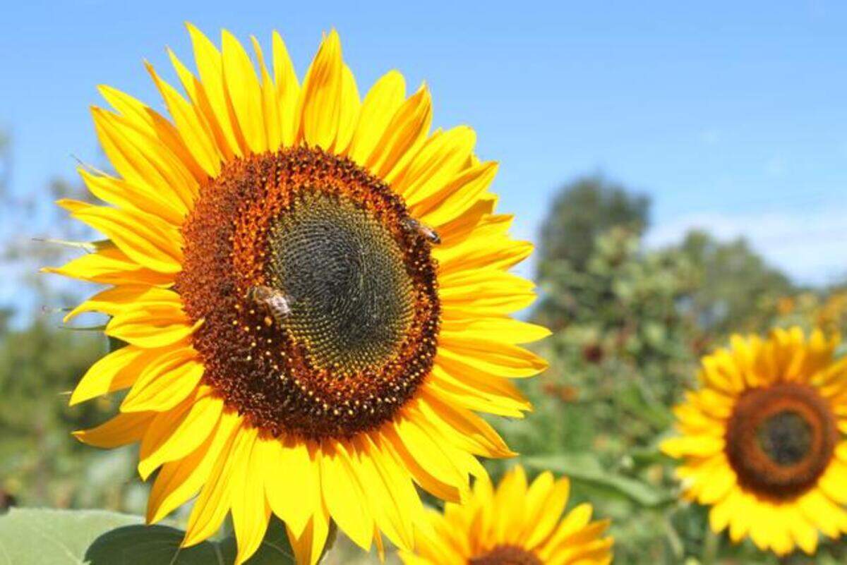 Sunflowers blooming in the summer means it’s time to thin fruit trees. Always thin away the smallest ones. You'll end up with a smaller crop of larger fruit.
