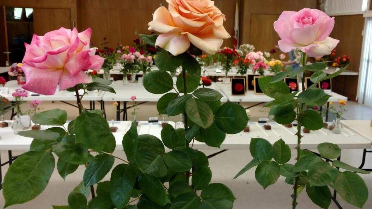 The royal court at the 2017 Sacramento Rose Show represents the top award-winning blooms. Hundreds of roses at their best are expected to compete in Saturday's 70th annual show.