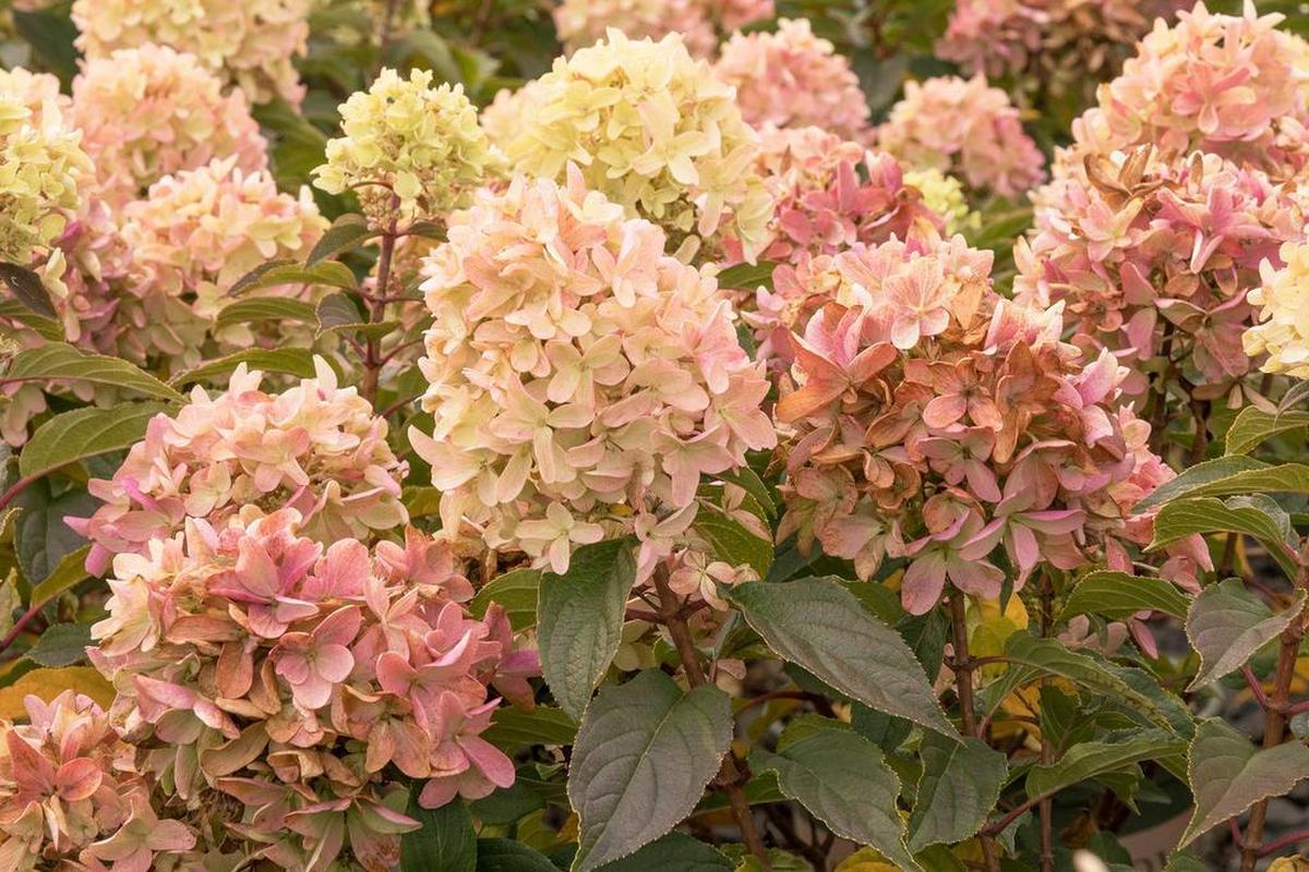 February is a good time to cut back Pee Gee hydrangeas (Hydrangea paniculata). Just cut back all stems to within 10 inches from the ground.