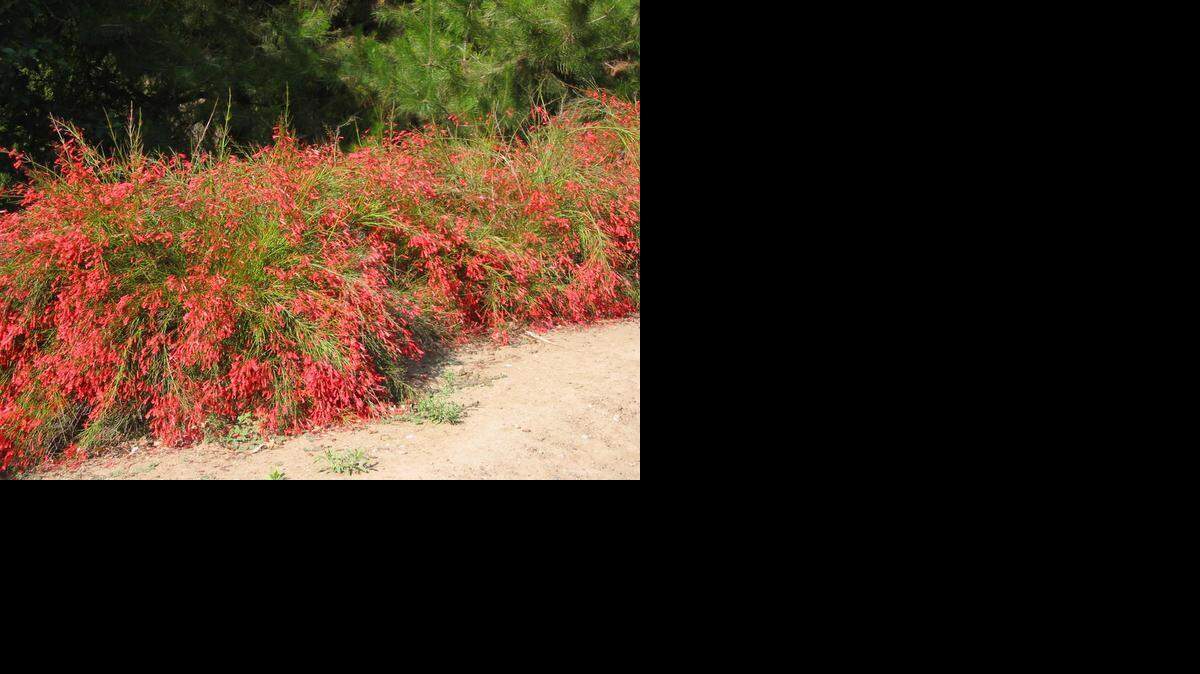 
 Coral fountain, a Mexican native, offers a lot of color without much water. Hummingbirds love it, too.
