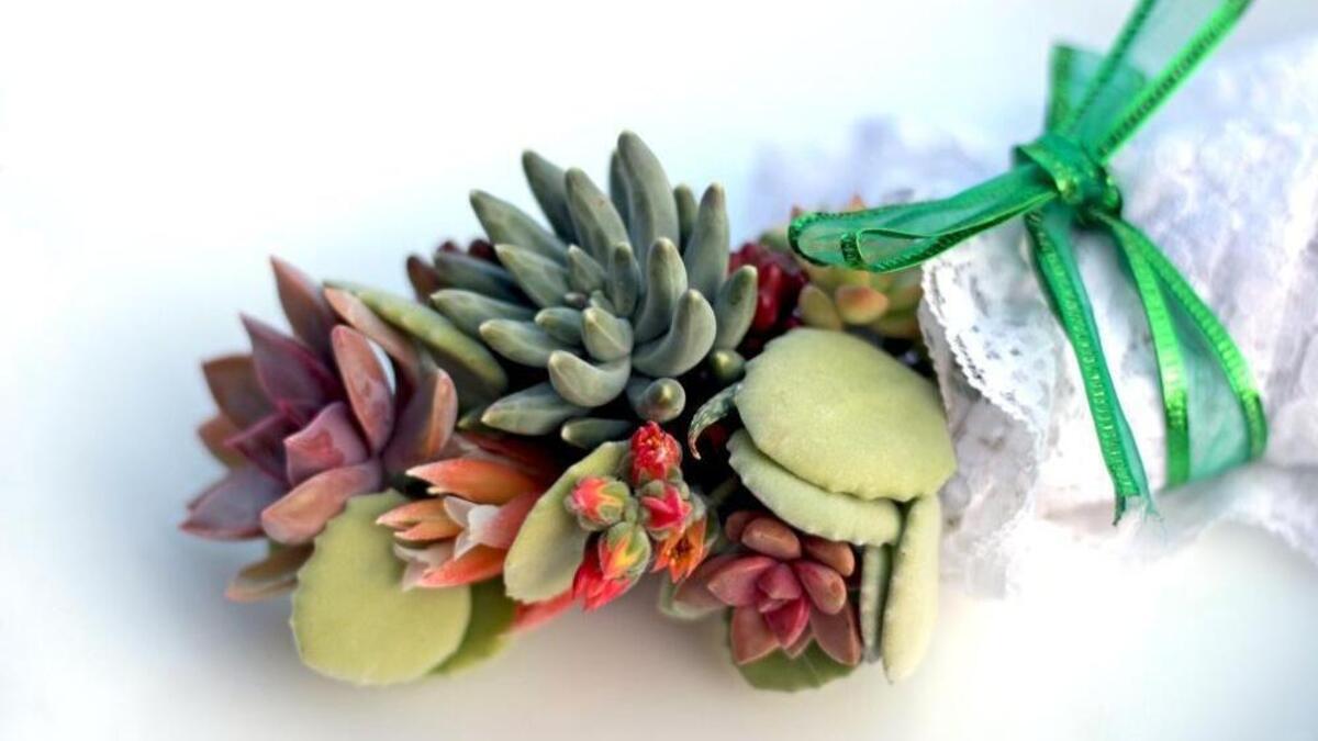 A bouquet of succulent cuttings like this can be used to start new plants.