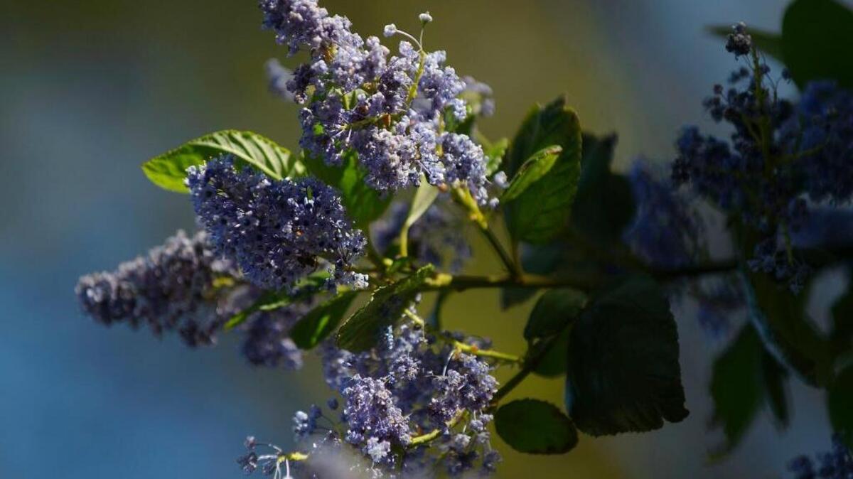 Spring-blooming shrubs such as this California lilac need feeding now.