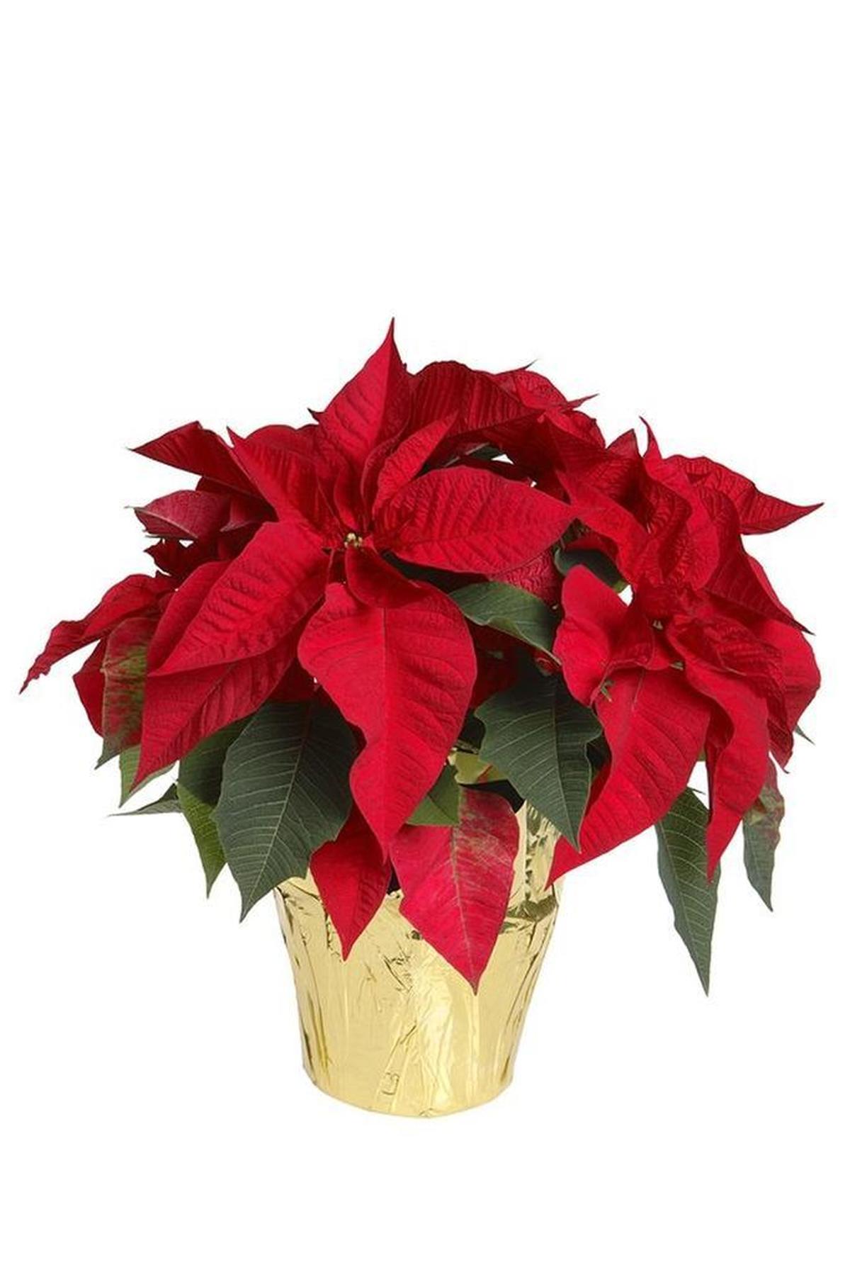 Want to keep that poinsettia looking its best? Remember to punch holes in the foil wrapper, place it on a saucer and water when soil feels dry.