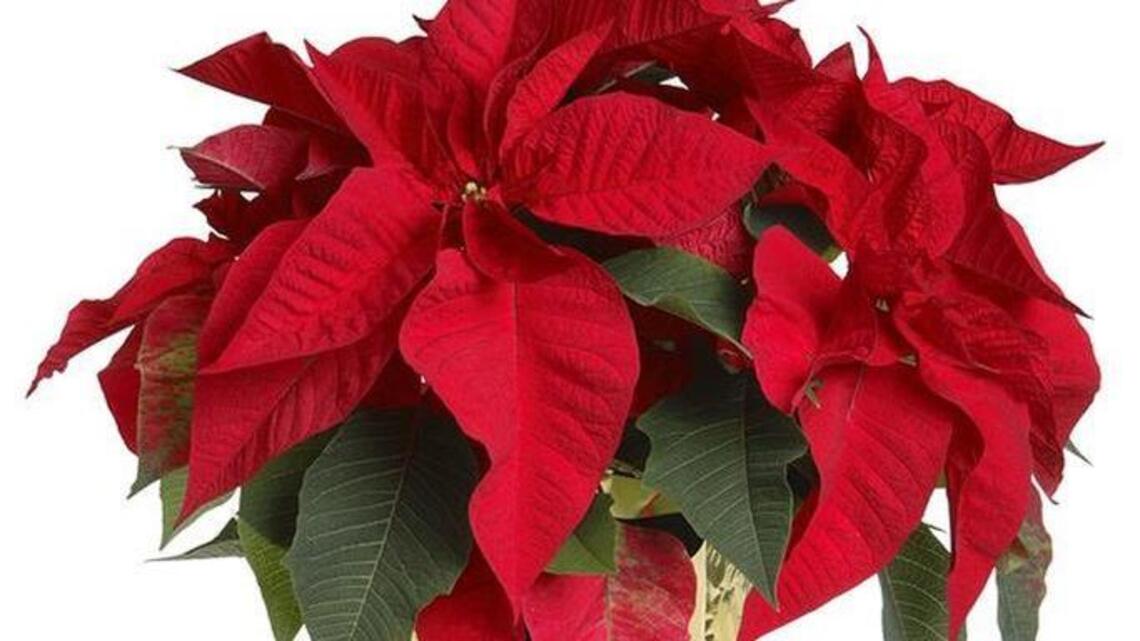 Pointers on poinsettia care