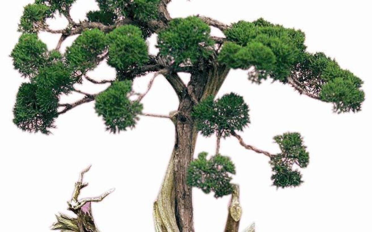 McKinley Park hosts a bonsai show this weekend.