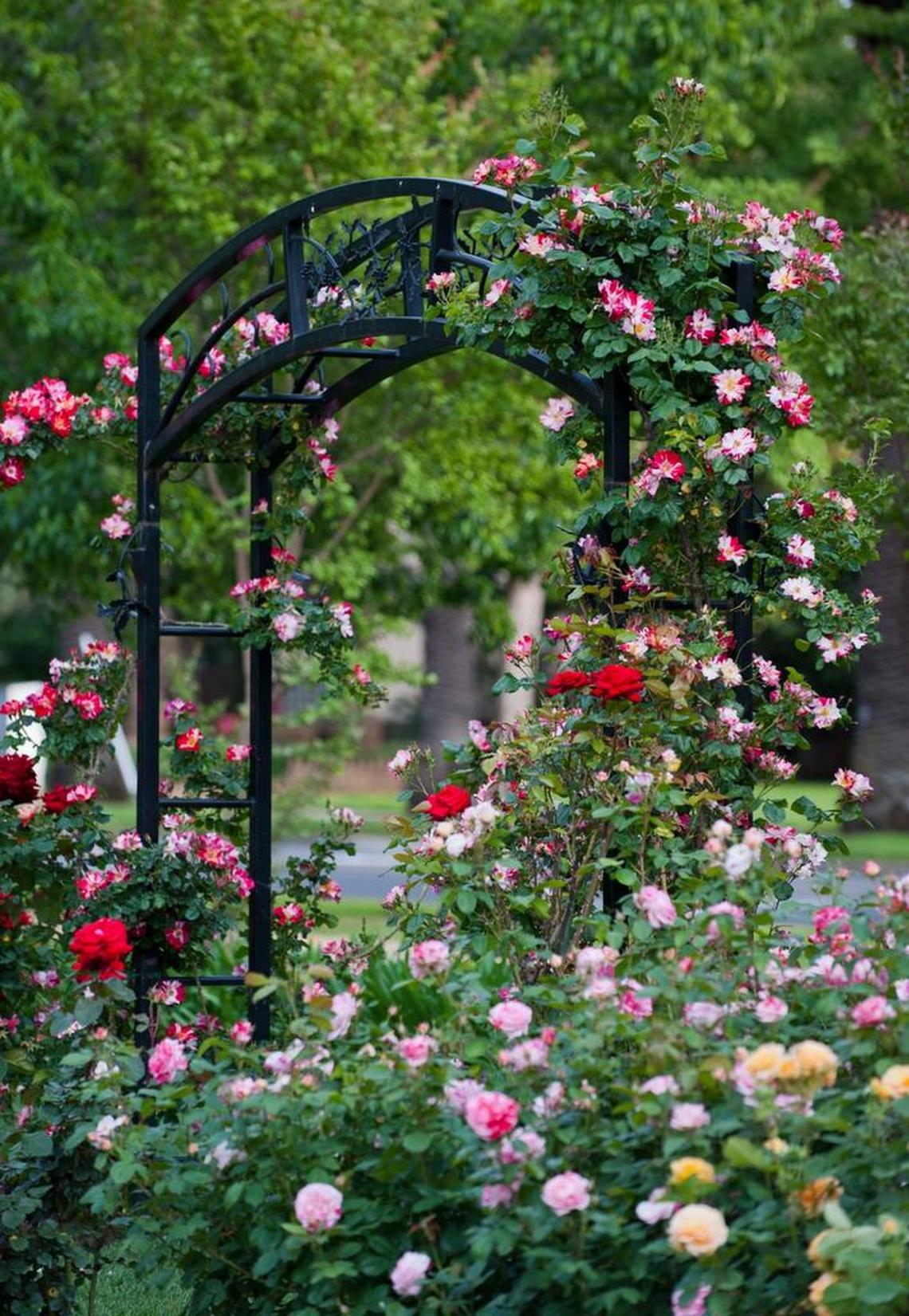 The McKinley Park memorial rose garden, photographed in 2012, is a favorite spot for weddings and other special occasions in East Sacramento.