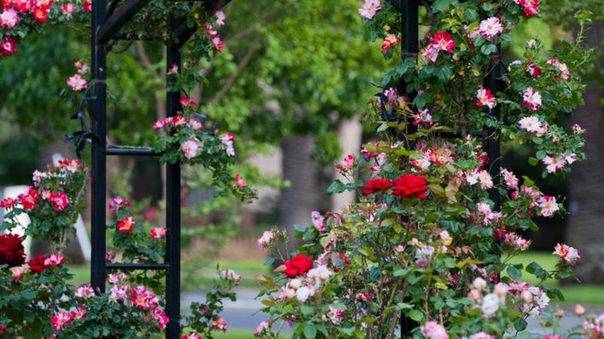 The McKinley Park memorial rose garden sits very close to the old public library.
