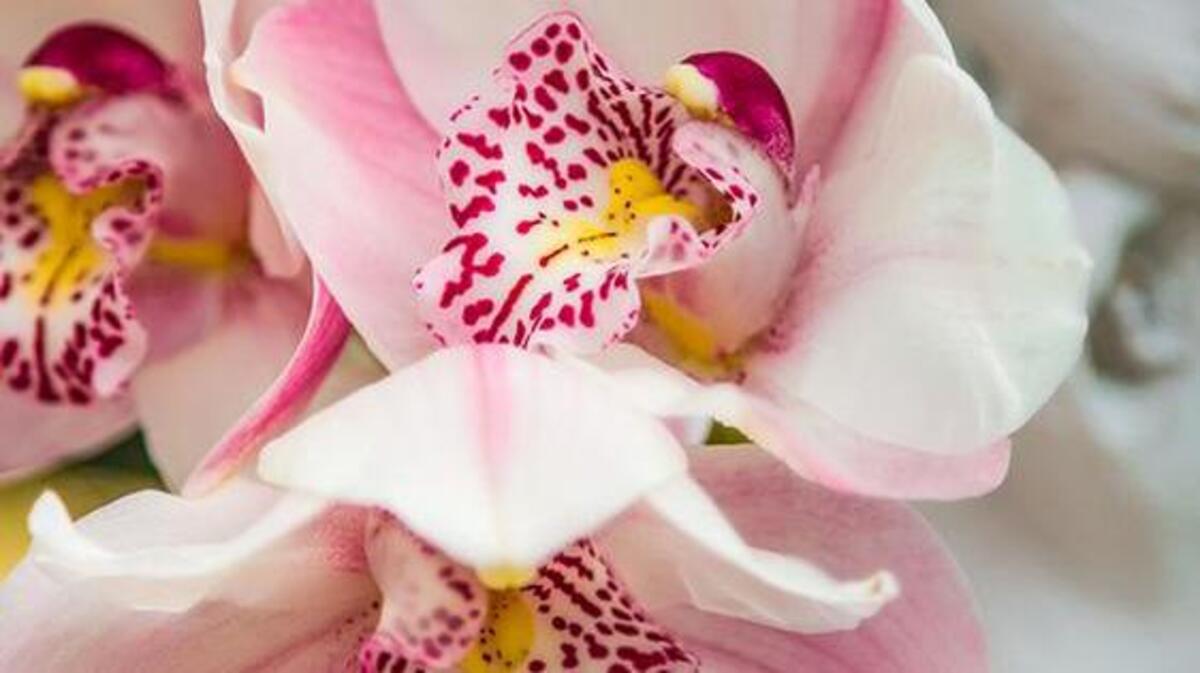 Learn how to make orchids your indoor garden stars at the Orchid care workshop on Saturday, Feb. 4.