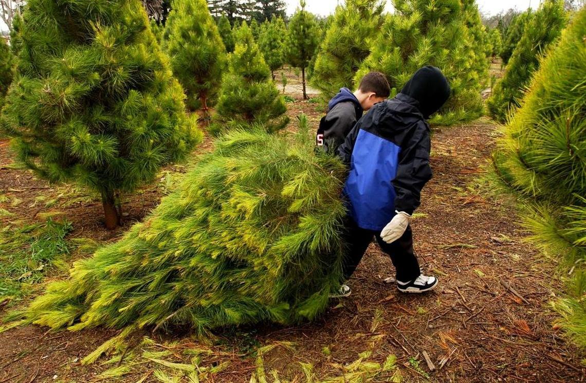 Did you get your Christmas tree yet?