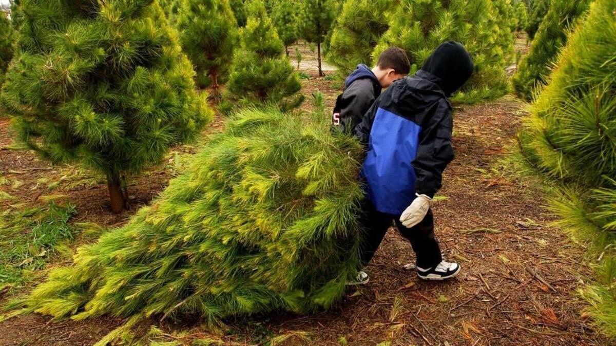 Haven’t bought your Christmas tree yet? You’ve still got this weekend …