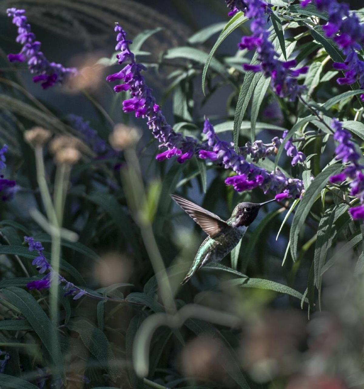 An Anna’s Hummingbird samples the Mexican white sage in the new hummingbird gardem at UC Davis.