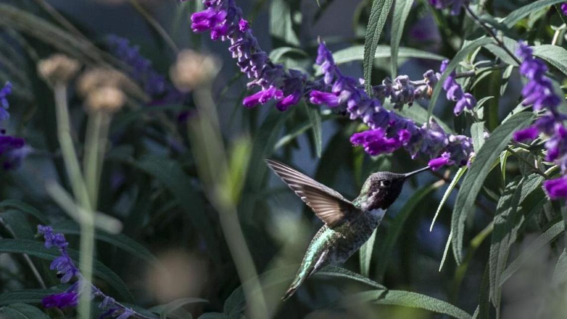 An Anna’s Hummingbird samples the Mexican white sage in the hummingbird gardem at UC Davis in 2017.