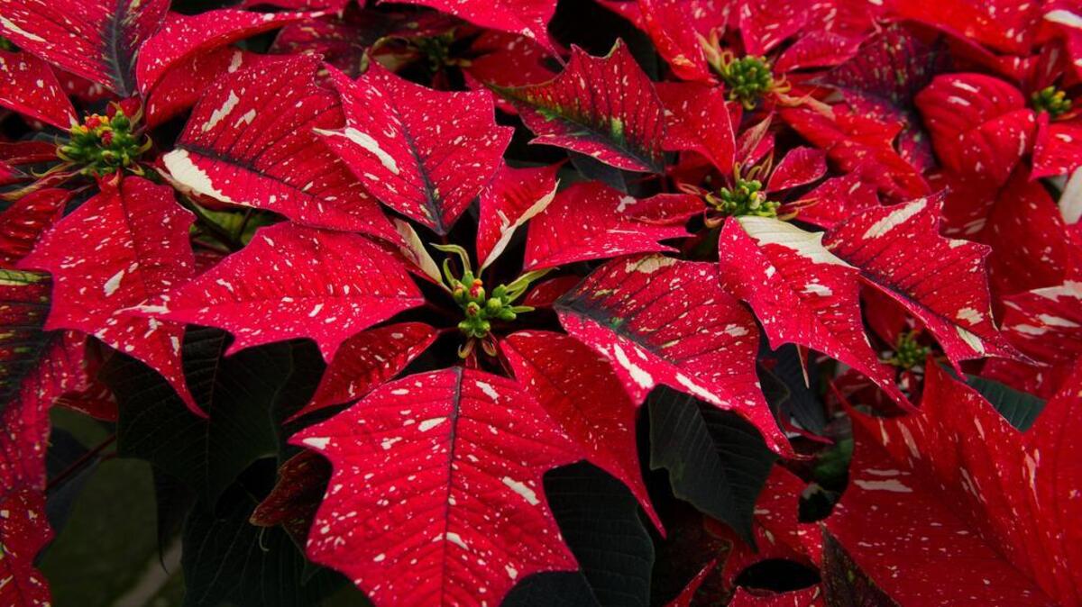 “Jingle Bells” poinsettias at one of the greenhouses at Eisley Nursery in Auburn.