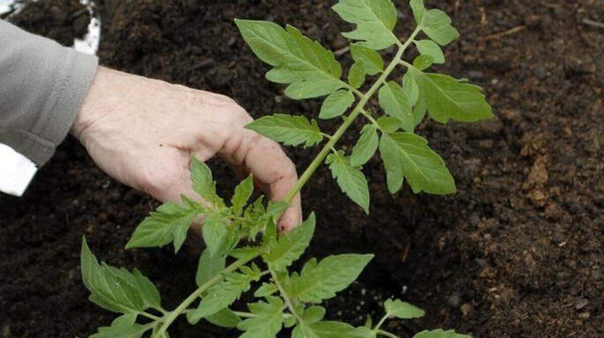 April 28 is Sacramento’s unofficial tomato planting day. Planted now, seedlings should start bearing fruit around July Fourth.
