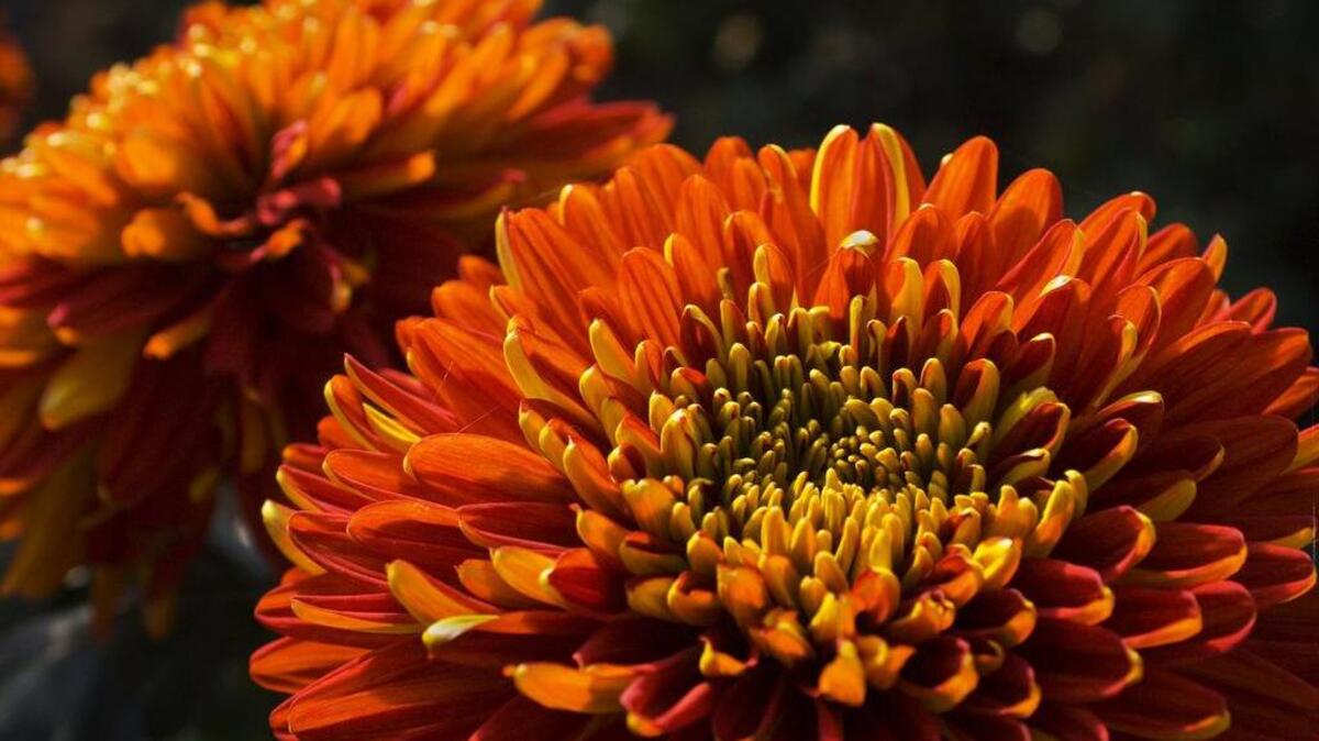 Fireflash chrysanthemums.