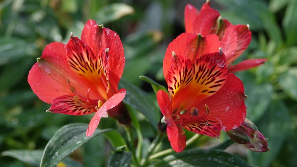 “Inca Joli” Peruvian lilies come in hummingbirds’ favorite color – red.
