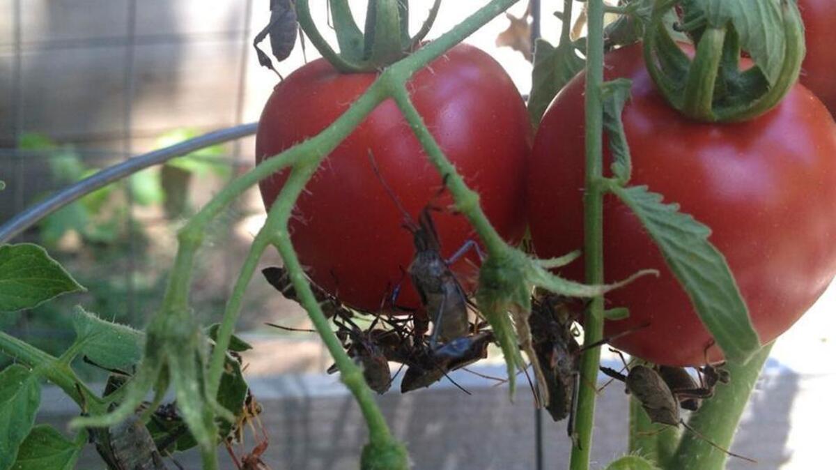 Leaf-footed bugs, a close relative to stink bugs, like to attack tomatoes. They lay their eggs on old tomato vines. If those vines are not removed, those bugs will reappear next spring.