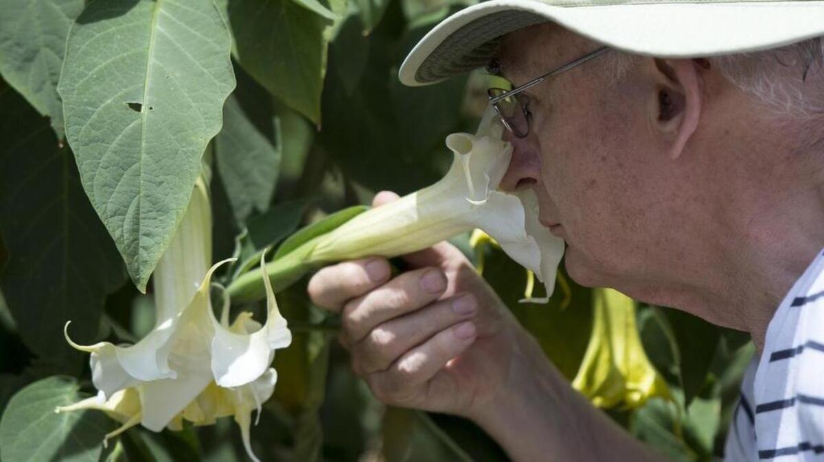 Nicholas Cornes smells an angel’s trumpet while on a tour of the UC Davis Arboretum with Warren Roberts.