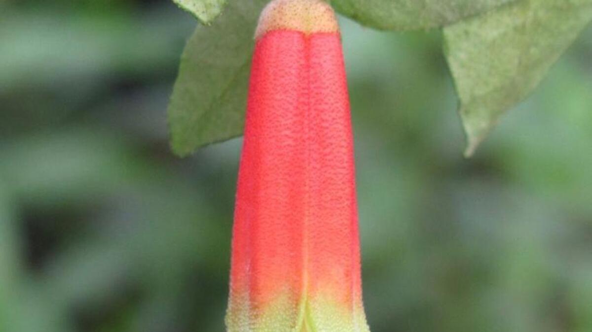 Garden Gems: “Carpenter Rocks” Australian fuchsia is right at home in California gardens.