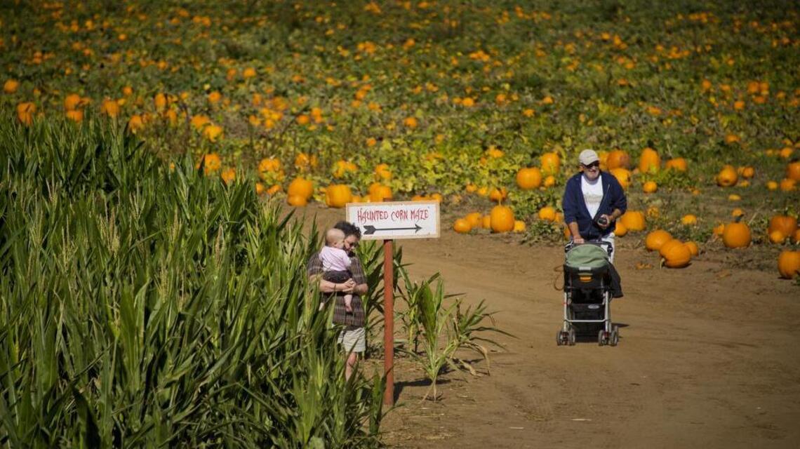 It’s time to pick apples and pumpkins near Sacramento. How will that work?