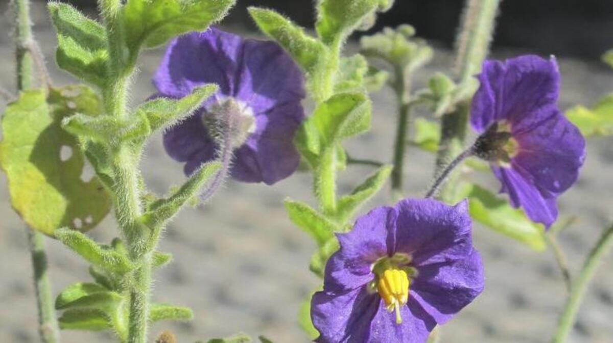 Life After Lawn: California purple nightshade is an attractive native plant that loves dry shade under oak trees.