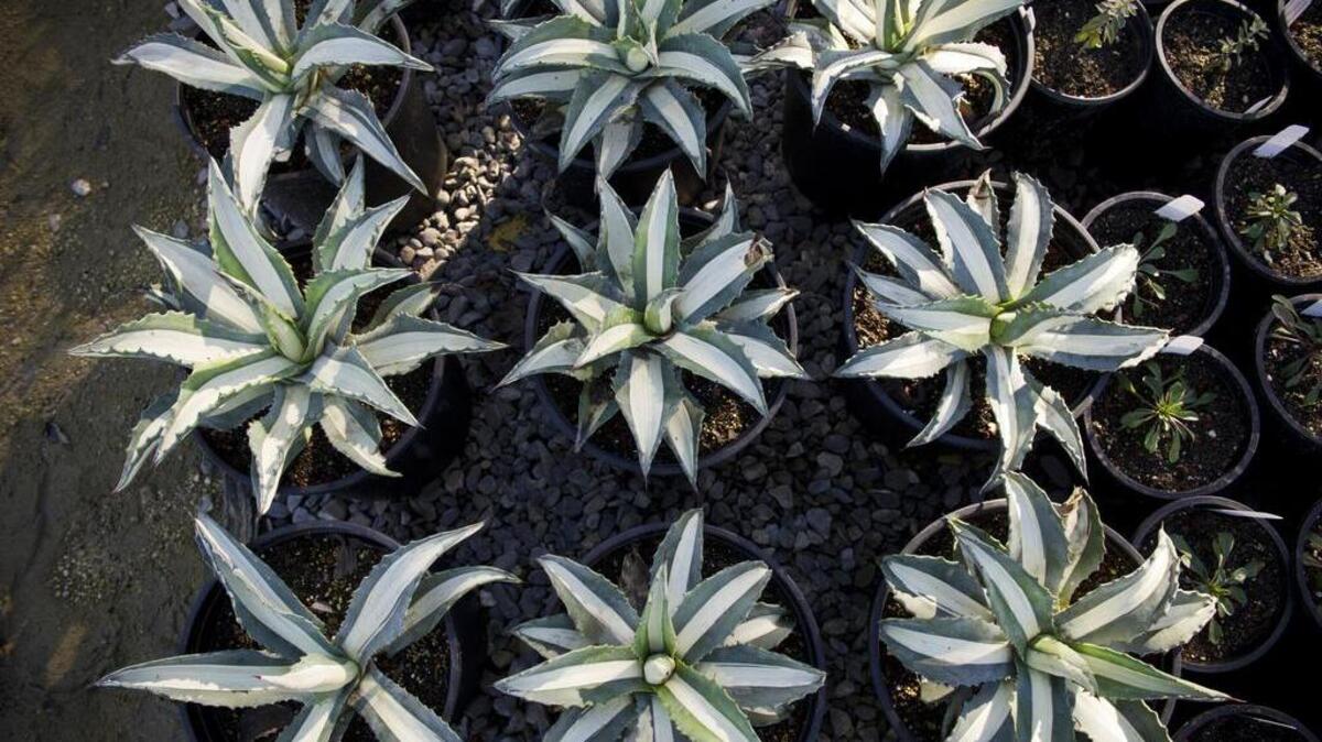 Dwarf white-striped century plant is a UCD water-wise addition.