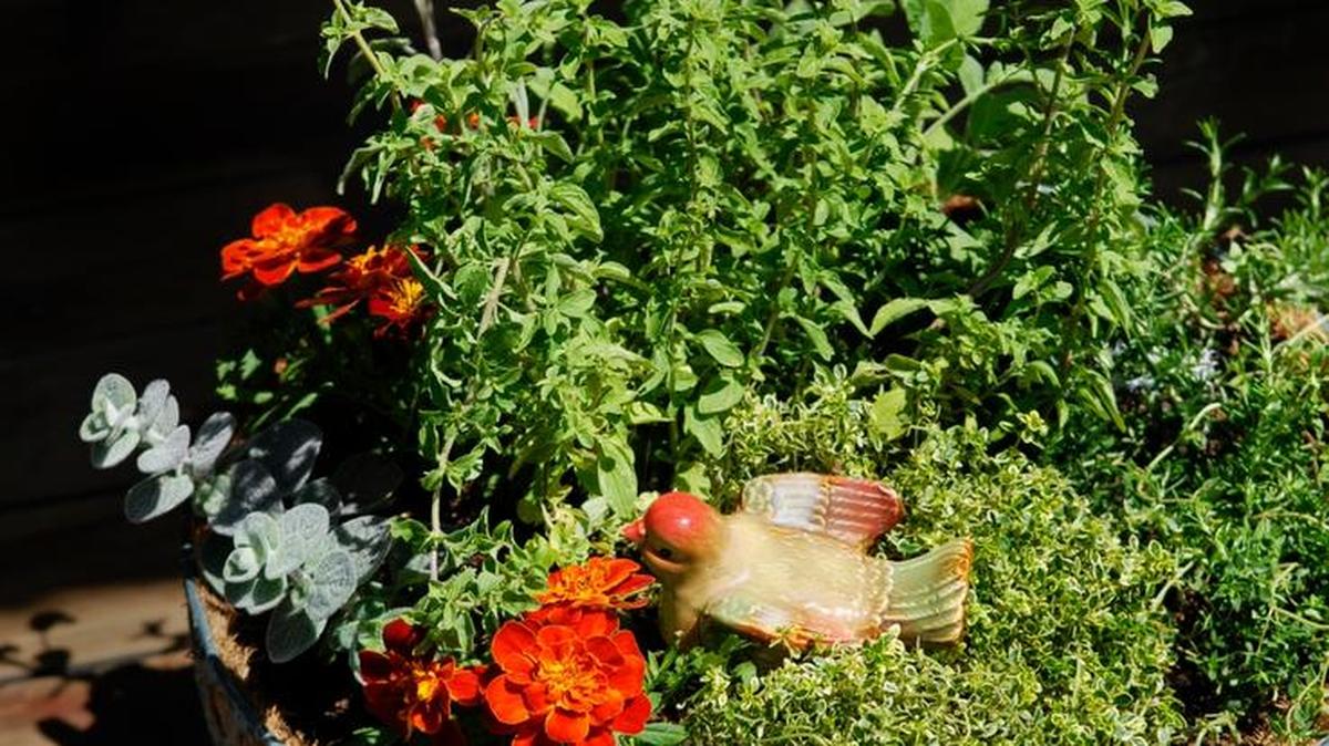 You don’t need a large yard to have an herb garden. Herbs can be grown in a flower pot or basket, like this one filled with dittany, oregano, thyme, sage, and rosemary.