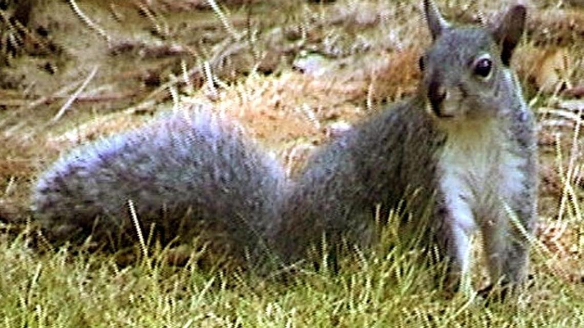 Garden Detective: The Western gray squirrel is native to oak-pine forests in California’s foothills, but it likes backyard fruit trees, too.