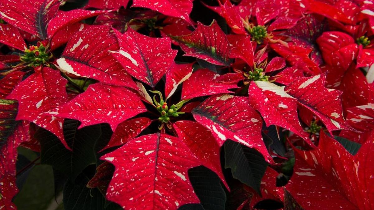 Merry Christmas from gardening columnist Marianne Binetti