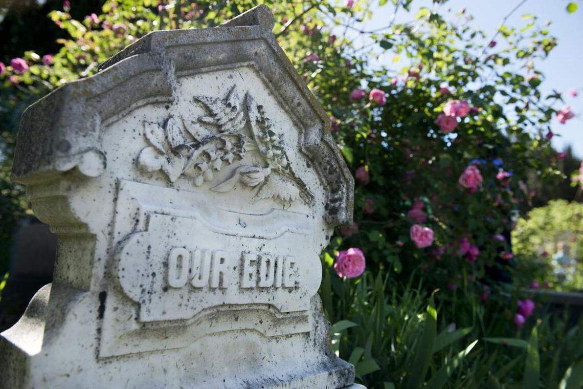A tombstone for a girl who died when she was 3 1/2 years old is nestled among roses in 2016 at the Sacramento Historic City Cemetery.