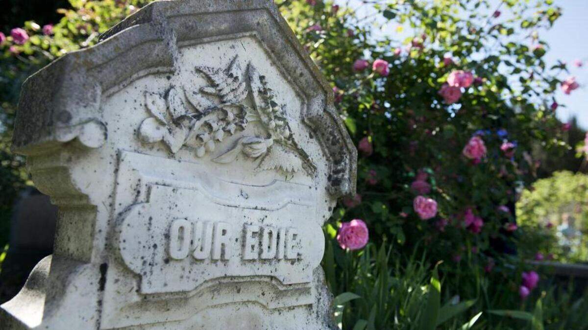 A tombstone for a girl who died when she was 3 1/2 years old is nestled among roses at the Sacramento Historic City Cemetery on March 26, 2016.  