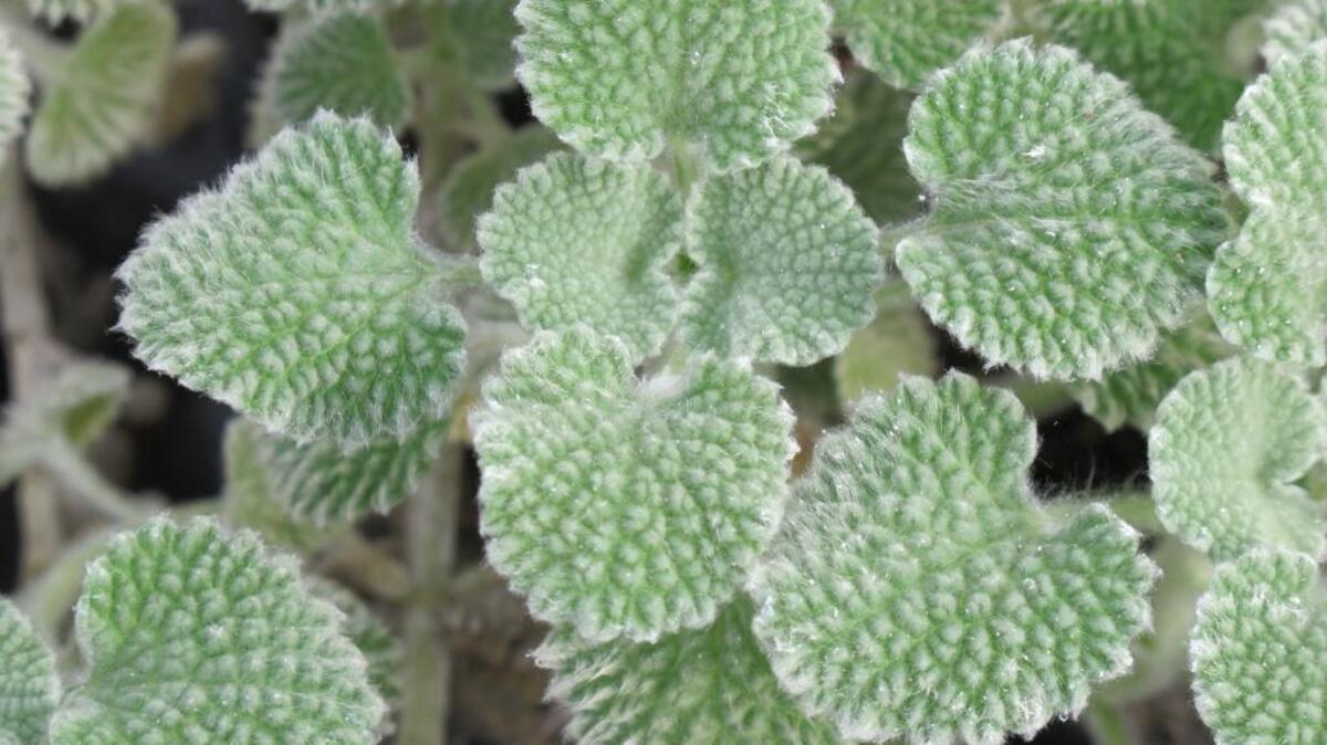 Garden Gems: Albanian horehound has attractive foliage that demands to be touched.
