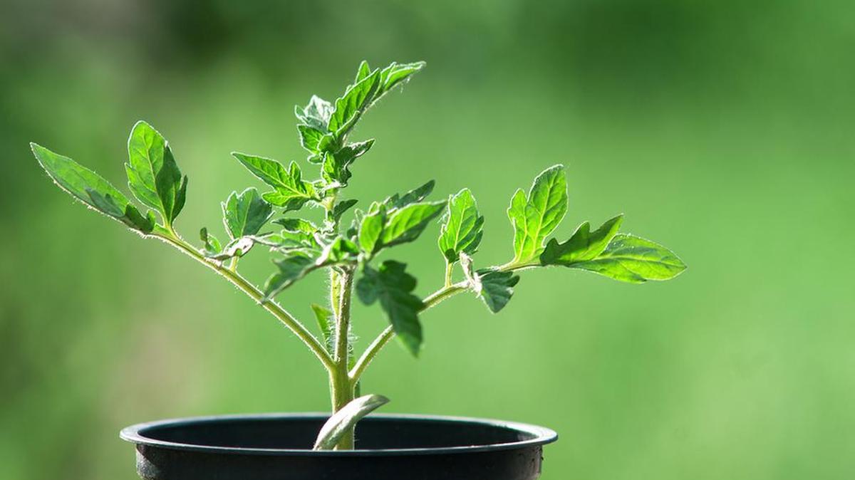 Transplant your young tomato plants now as days and nights warm up.
