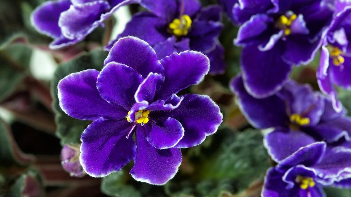African violets are easy to grow, nonstop blooms, compact size and new varieties with crazy colors means now is the time to start your collection.