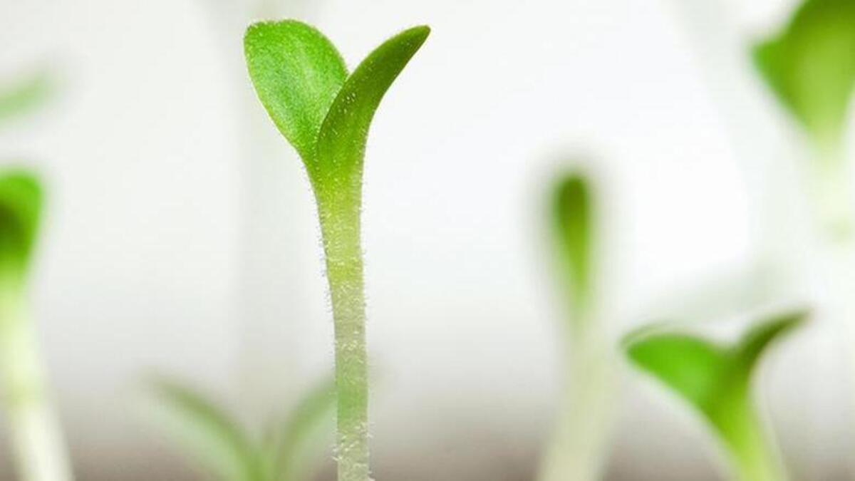 A free garden workshop today at Green Acres Nursery & Supply shows how to grow from seeds.