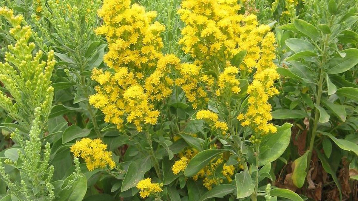 California goldenrod (Solidago) is a California native plant that can take Sacramento’s scorching summers. It performs beautifully with little water at the UC Davis Arboretum.