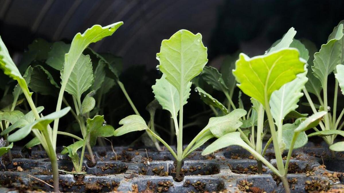 Kale can be planted now for fall harvests.