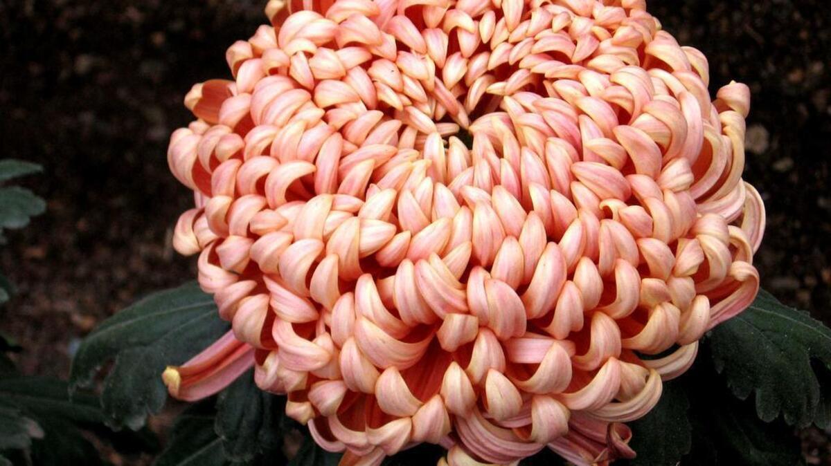 River City is among the many varieties of mums that will be available at the annual rooted cuttings sale Sunday at McKinley Park.